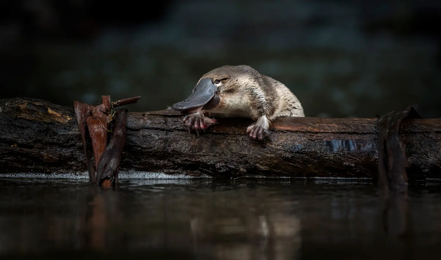 Platypus in the Werribee River