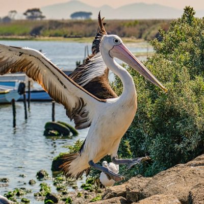 174c3de1bfedc332-0-Lyn_Hoare_Pelican_at_Werribee_River_Mouth