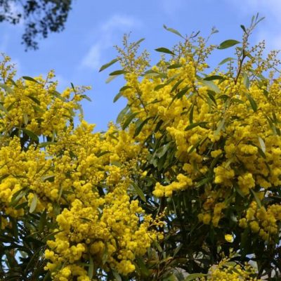 Acacia-Pycnantha-CobbledicksFord-Mon24Aug2015