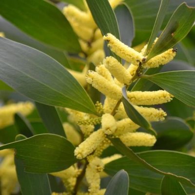 Acacia-longifolia-var-sophorae-PointCookPark-Sun26Jul2015