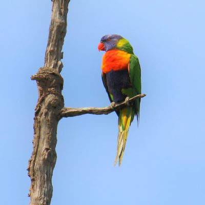 Bird Pic1_Terry Leeding