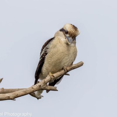 Bird Pic2_Terry Leeding