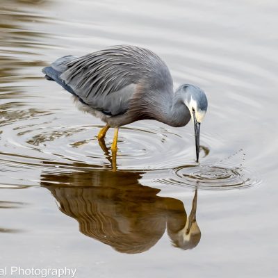 Bird Pic3_Terry Leeding