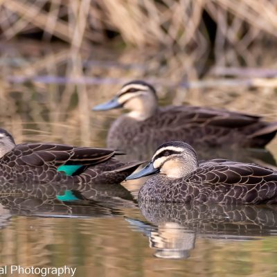Bird Pic4_Terry Leeding