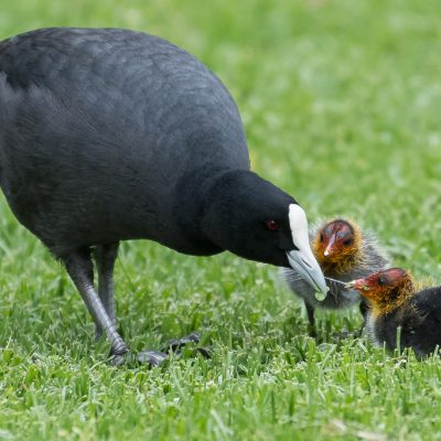 Birdlife - 02 birdlife feeding coots at Werribee Park-Kisyma03
