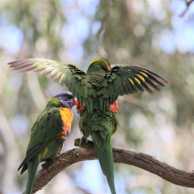 Birds