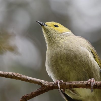 Birds04White_Plume_Honeyeater