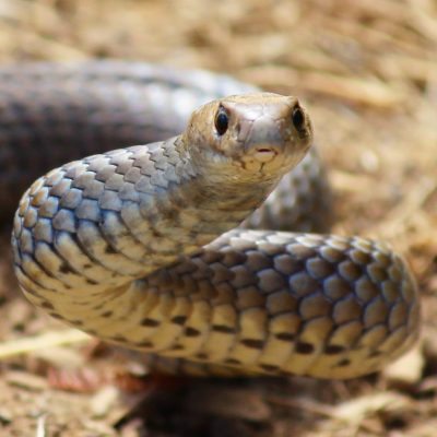 Eastern Brown