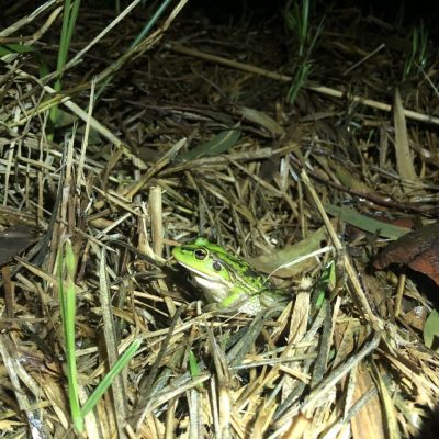 Growling Grass Frog