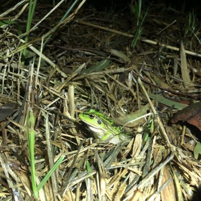 Growling Grass Frog