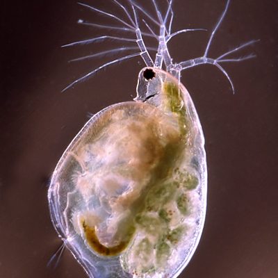 Microfauna - WaterQuality-Simocephalus_03