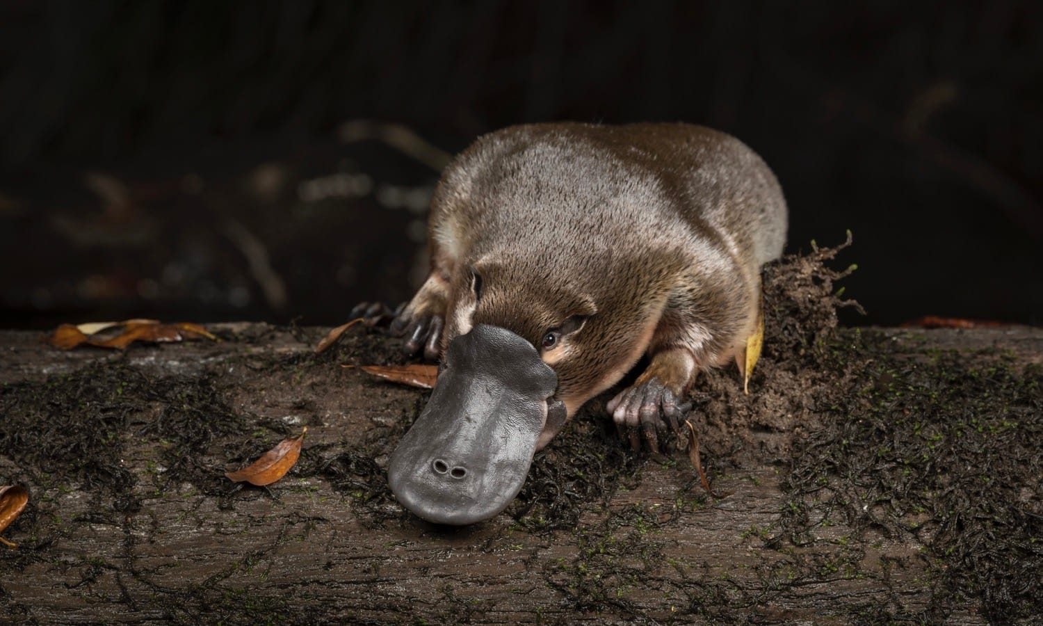 A platypus (Ornithorynchus anatinus), is released onto a log in Little Yarra River, Yarra Junction, Victoria, Australia. Collected about 30 minutes earlier as part of formal population monitoring research conducted by platypuSPOT for Melbourne Water. Photographed under controlled conditions. April 2018.