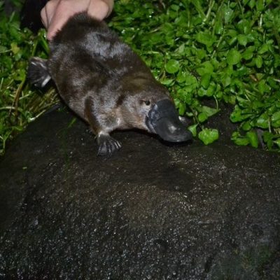 Platypus_WaterQuality