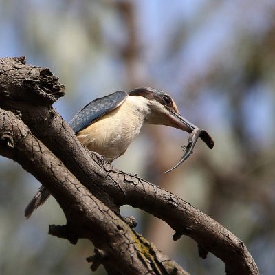 SACRED KINGFISHER