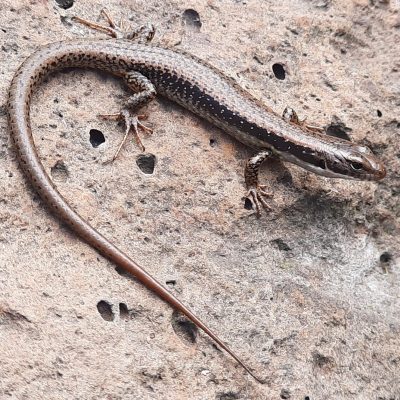 Southern Water Skink