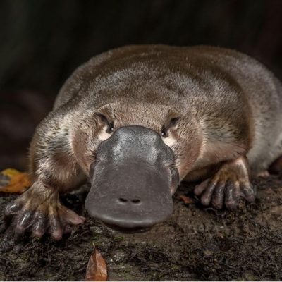 platypus-closeup